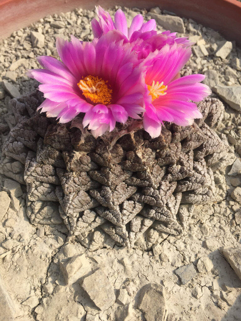 Ariocarpus fissuratus