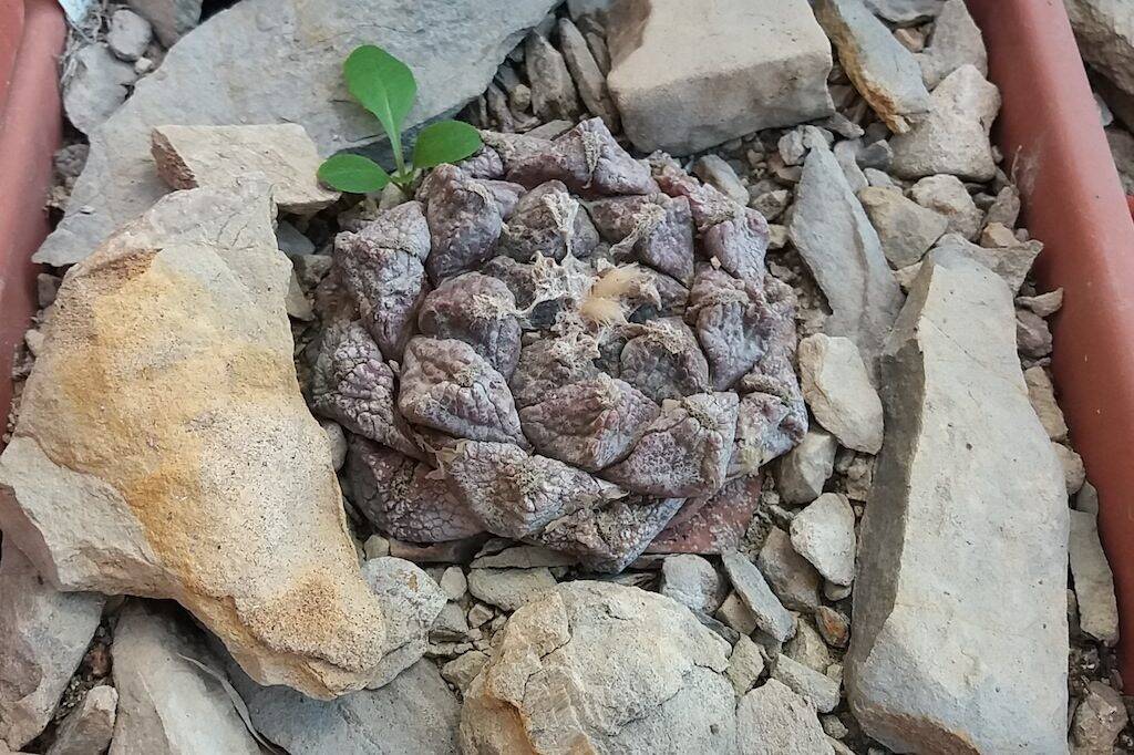Ariocarpus fissuratus