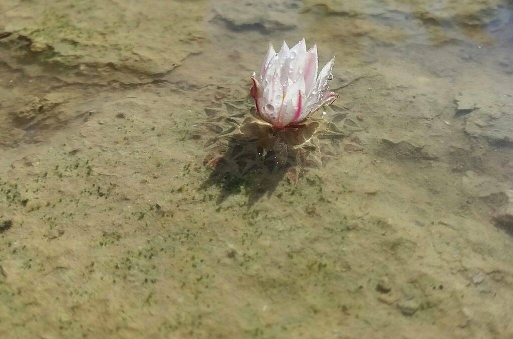 Ariocarpus kotschoubeyanus