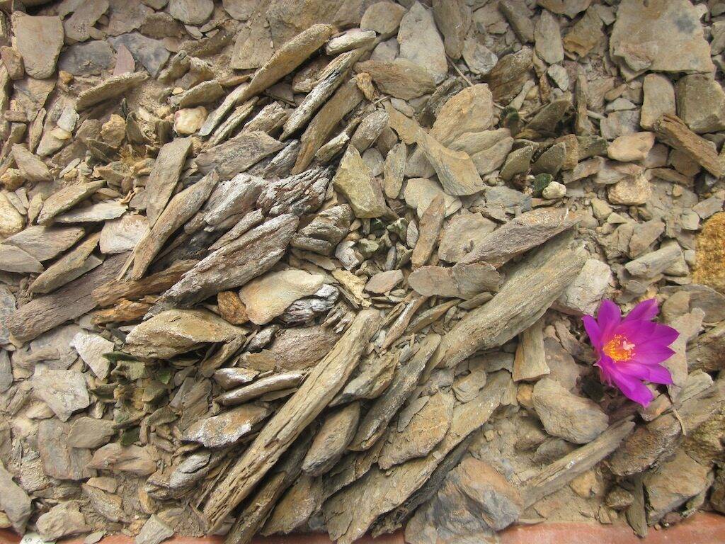Ariocarpus scapharostrus