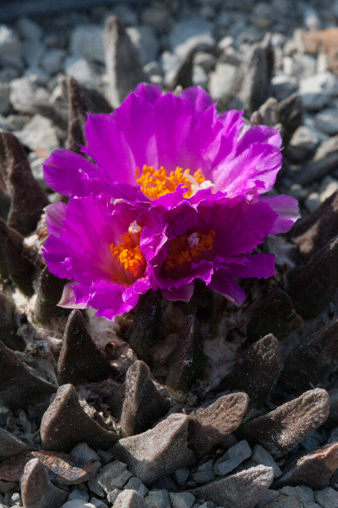 Ariocarpus scaphirostris