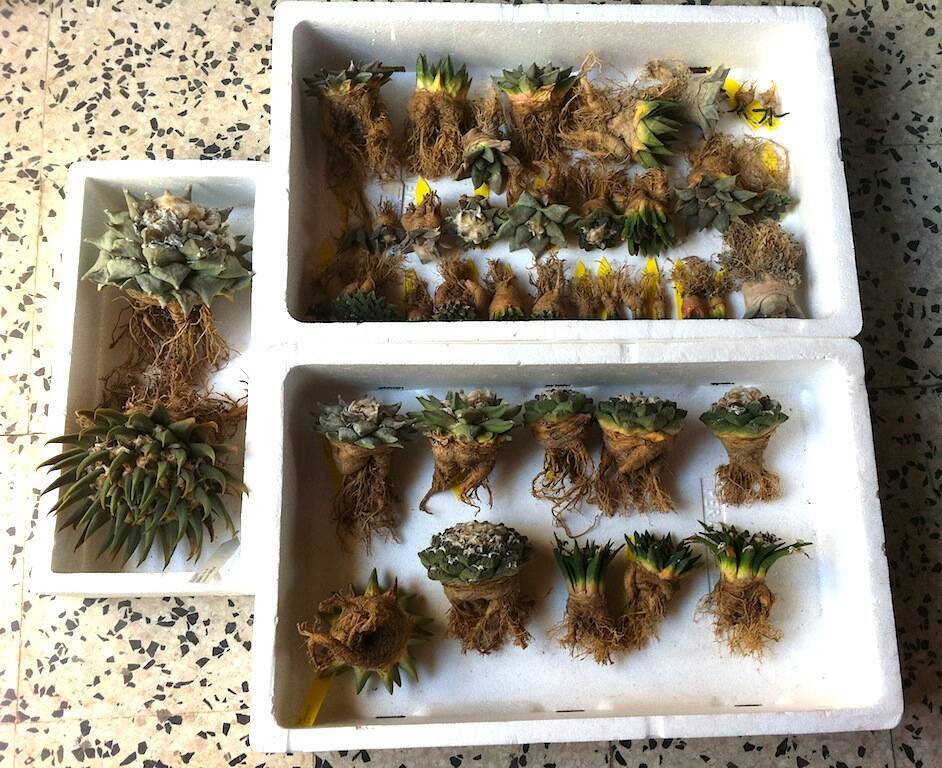 Ariocarpus in attesa di rinvaso