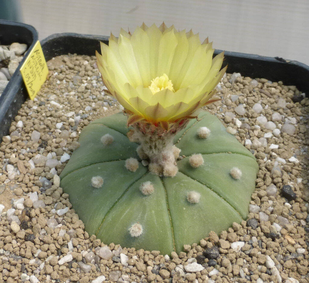 Astrophytum asterias nudum in fiore