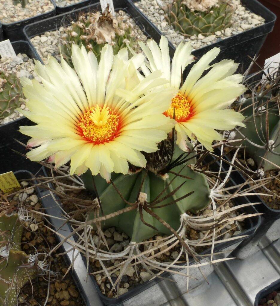 Astrophytum capricorne crassispinum