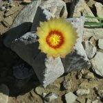 Astrophytum myriostigma coahuilensis