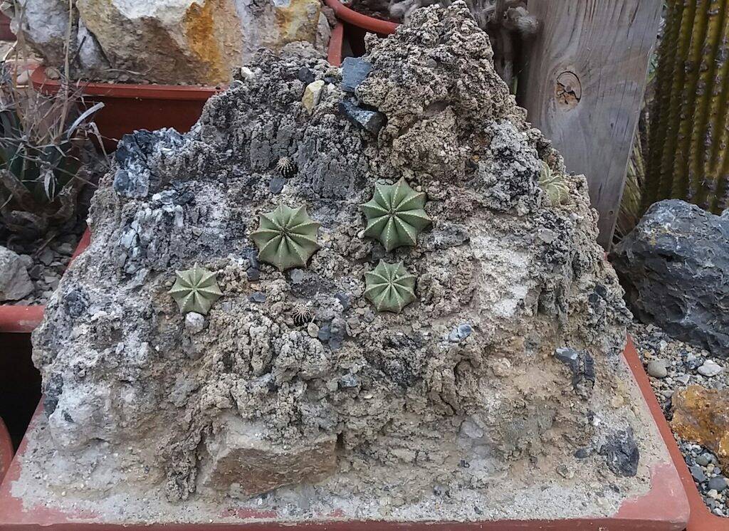 Aztekium e Geohintonia