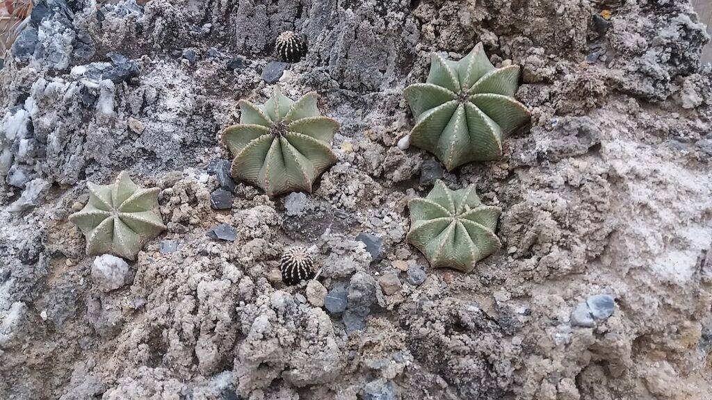 Aztekium e Geohintonia