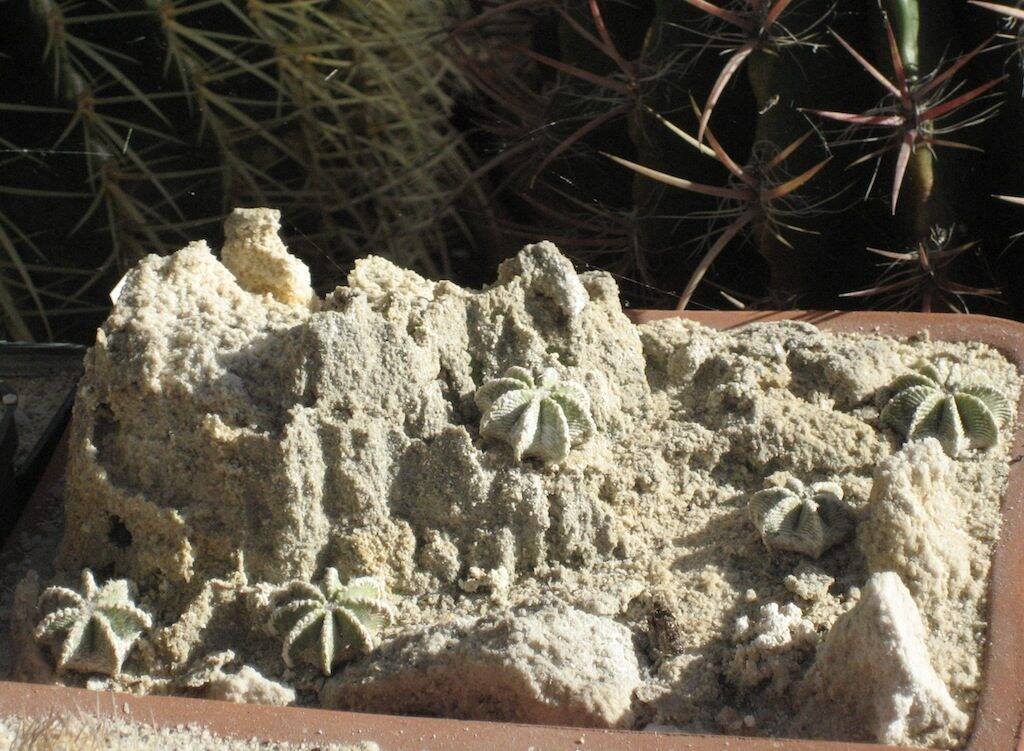 Aztekium hintonii