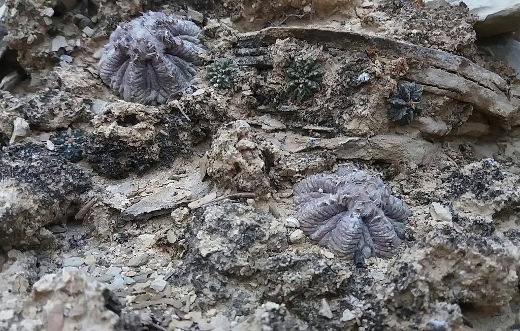 Aztekium ritteri