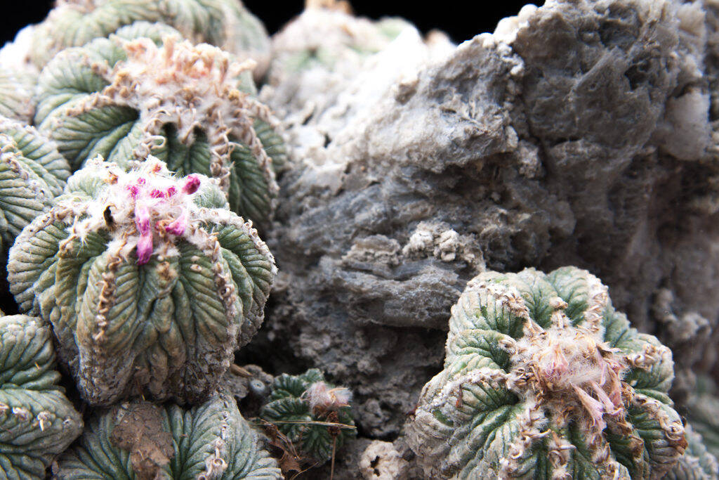 Aztekium ritteri su roccia