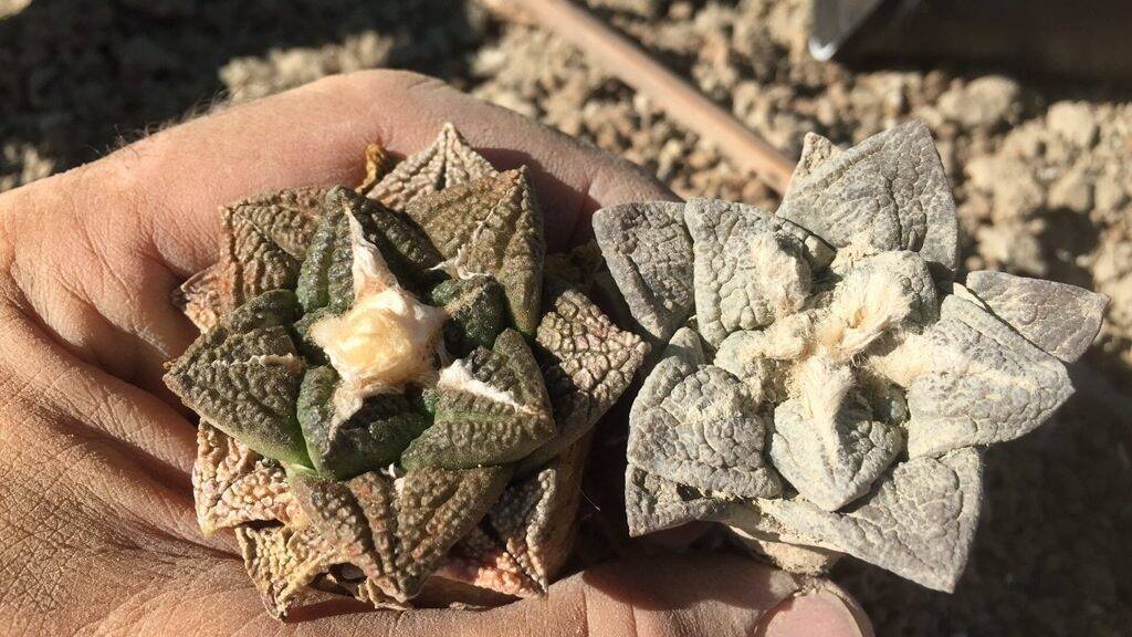 Confronto tra due Ariocarpus fissuratus, dettaglio