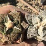 Confronto tra due Ariocarpus fissuratus, dettaglio