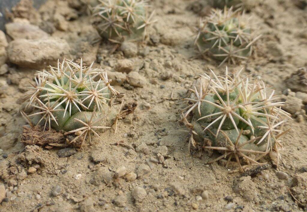 Mie semine di Coryphantha kracickii