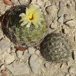 Coryphantha radians