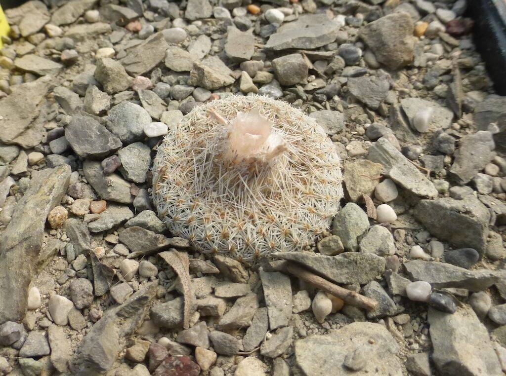 Epithelantha micromeris retratta alla fine dell'inverno