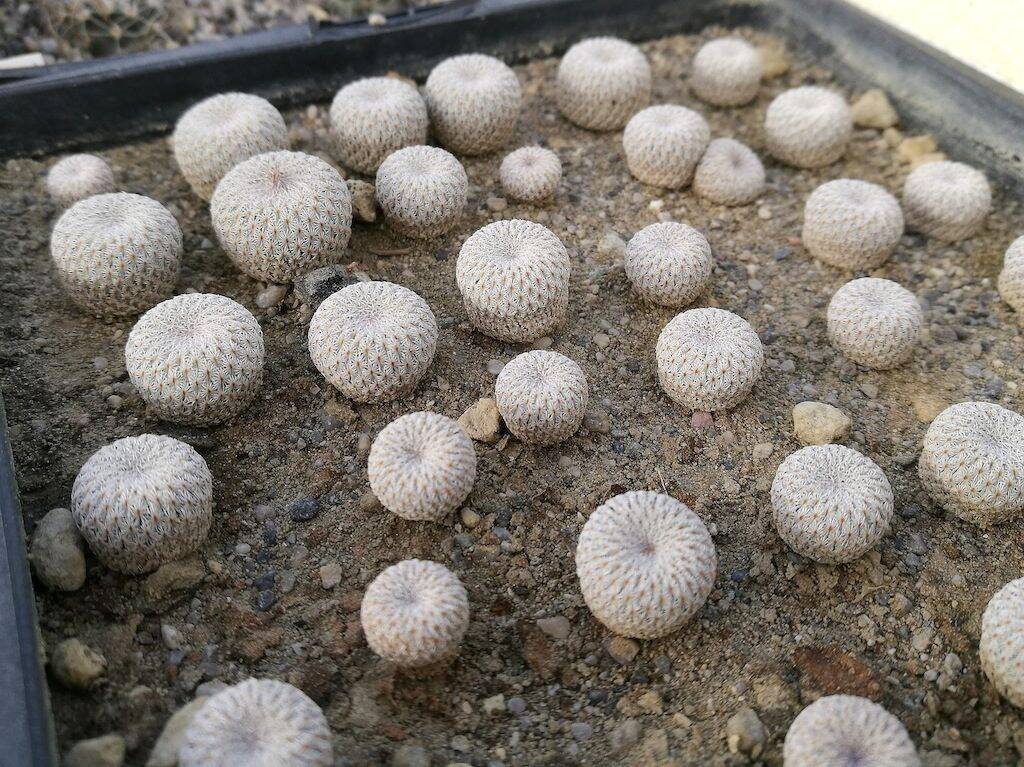 Semine di Epithelantha micromeris di due anni