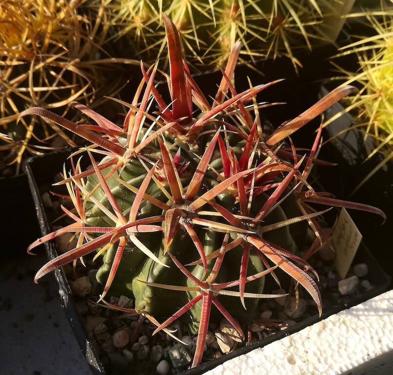 Ferocactus latispinus, una mia semina al sole diretto