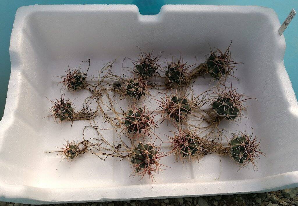 Semine di Ferocactus in attesa del rinvaso