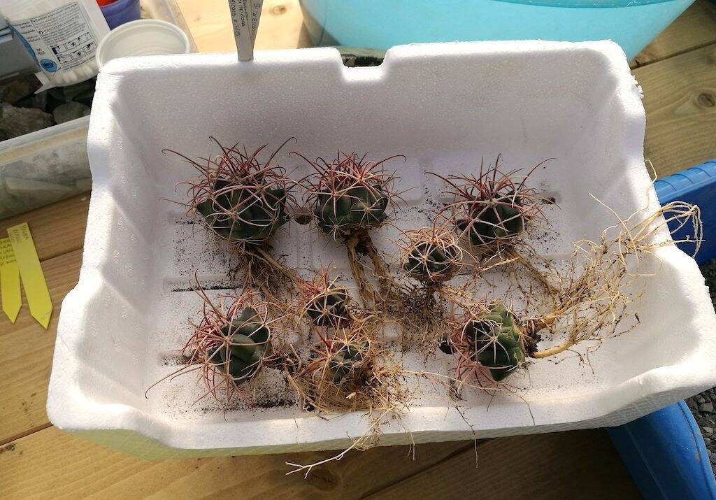 Semine di Ferocactus in attesa del rinvaso