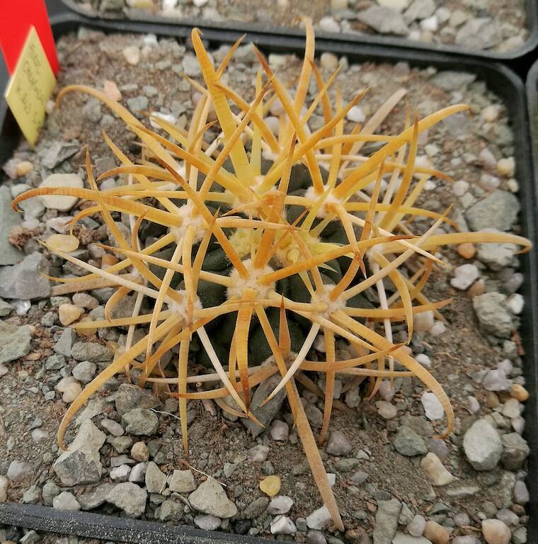 Ferocaxctus chrysacanthus