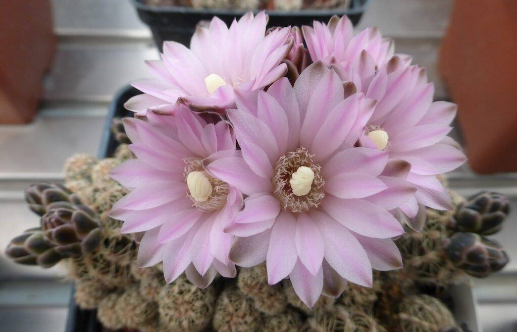 Gymnocalycium bruchii