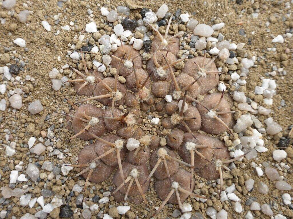 Gymnocalycium sp.