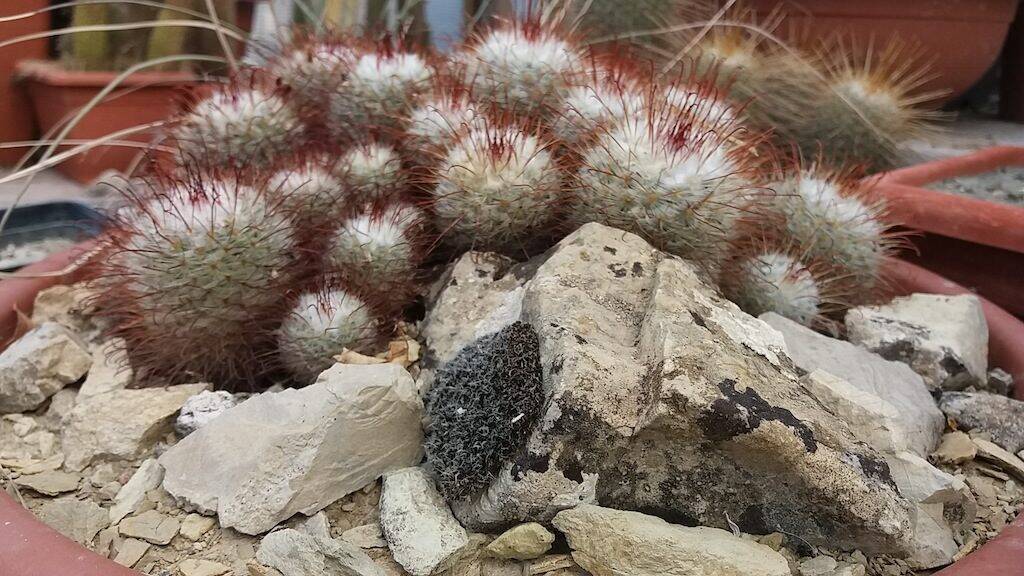 Mammillaria bombycina