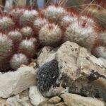 Mammillaria bombycina