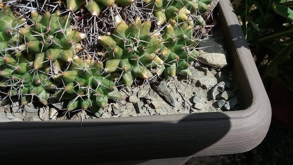 Mammillaria compressa