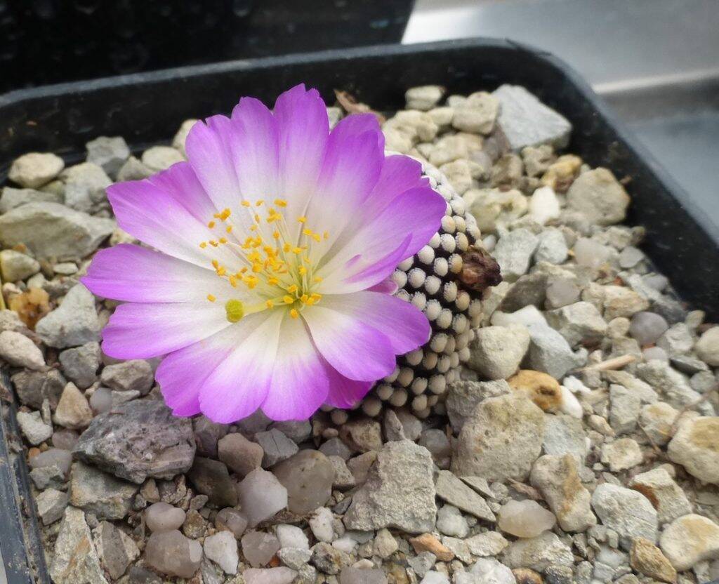 Mammillaria luethyi in fiore