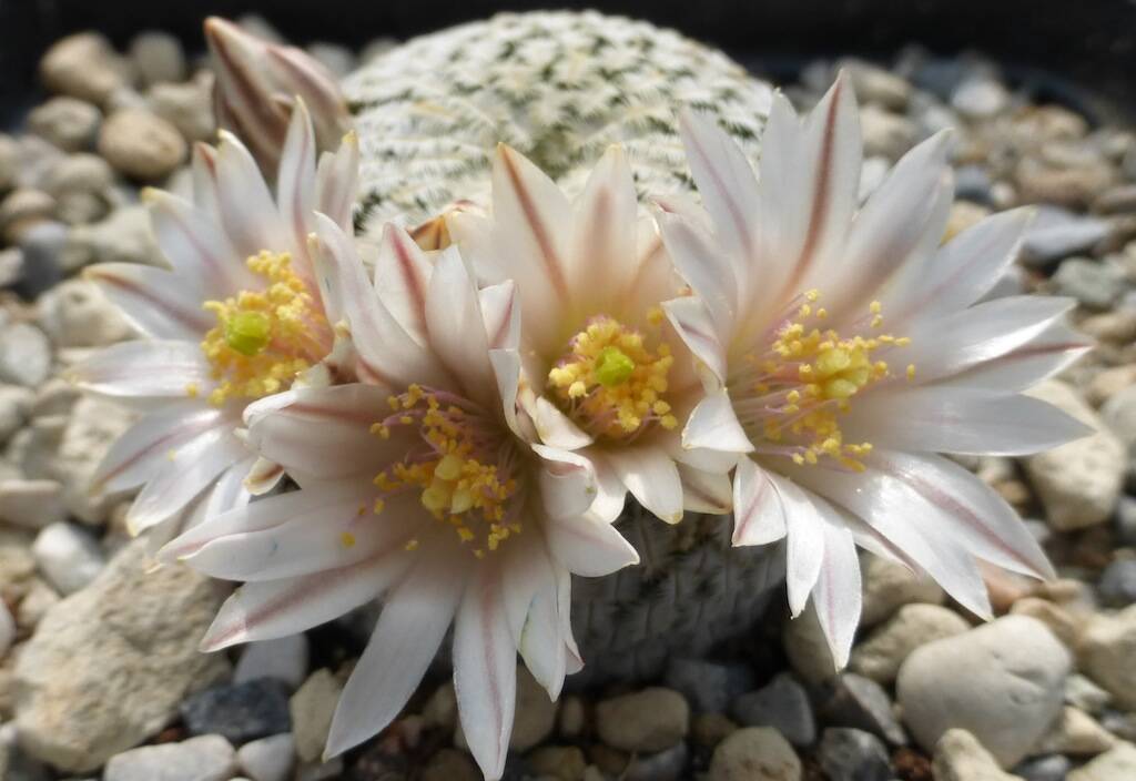 Mammillaria pectinifera