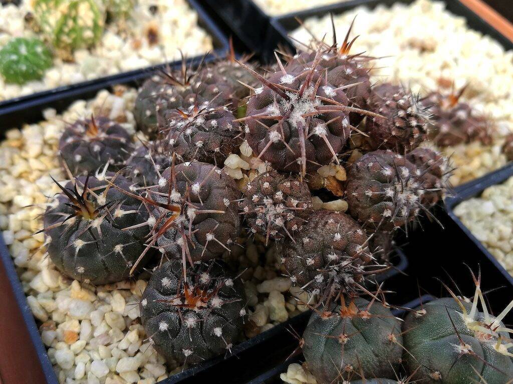 Mie semine di Gymnocalycium spegazzinii