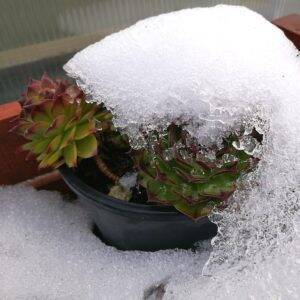 Sempervivum sotto la neve