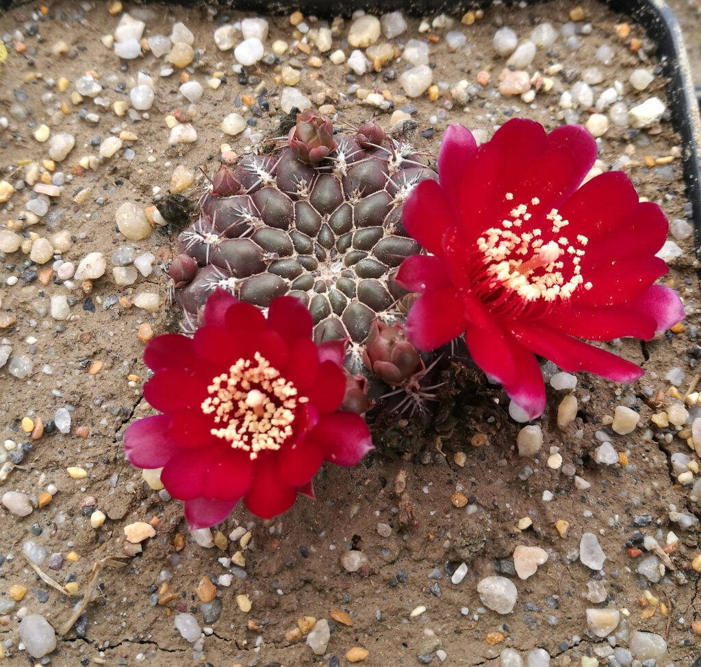 Sulcorebutia purpurea in fiore