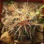 Thelocactus bicolor