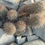 Thelocactus hastifer