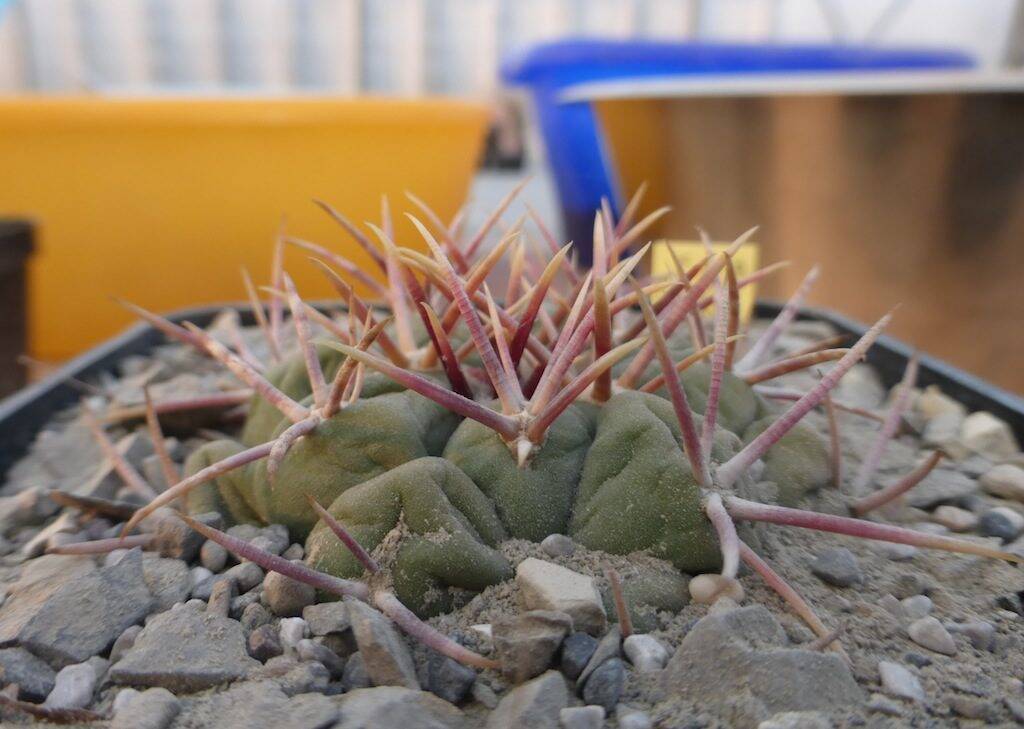 Thelocactus hexaedrophorus ssp. lloydii