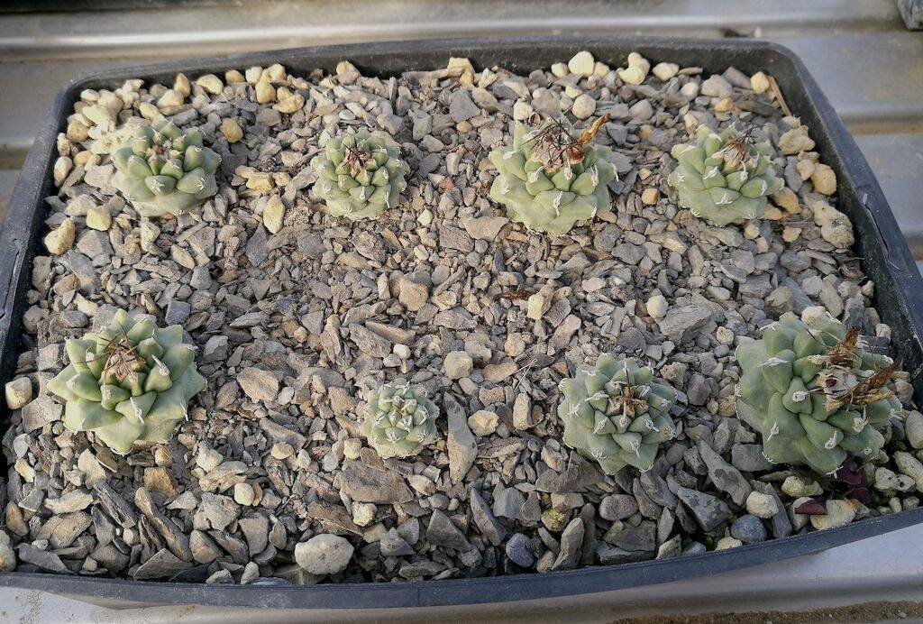 Semine di Turbinicarpus alonsoi di 4 anni in marna