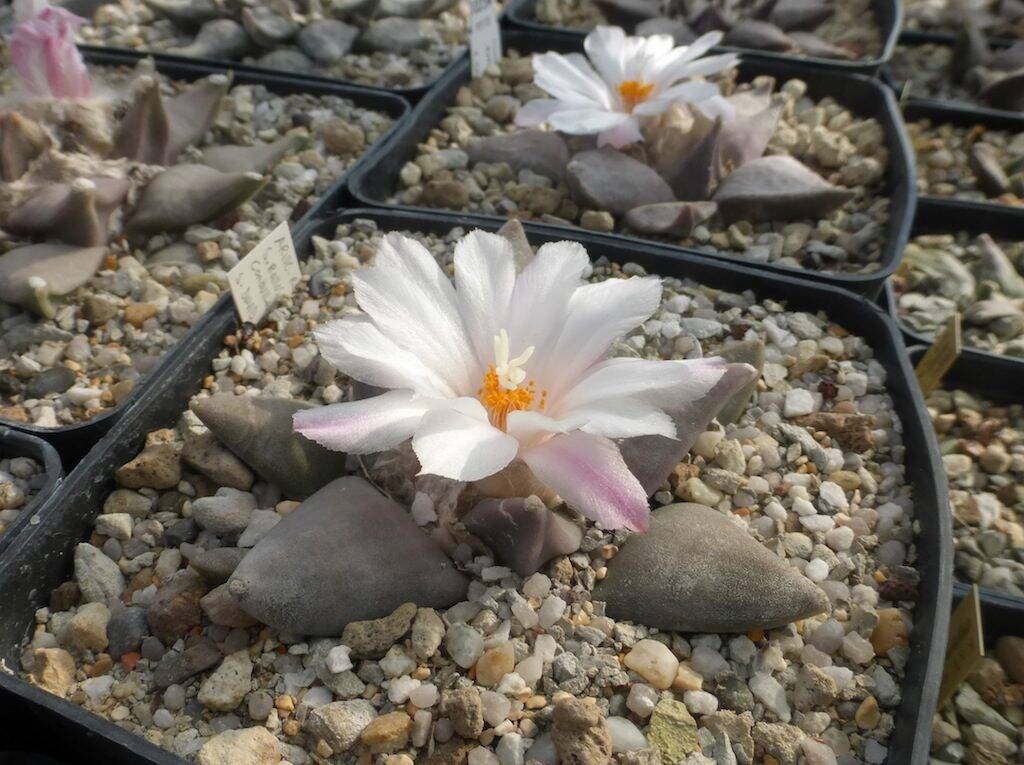 Ariocarpus retusus in fiore