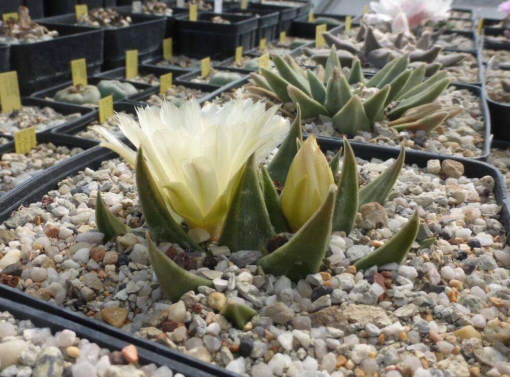 Ariocarpus trigonus in fiore