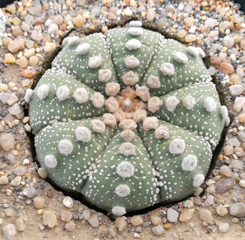 Astrophytum asterias retratto per l'asciutta invernale