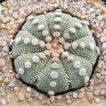 Astrophytum asterias retratto per l'asciutta invernale