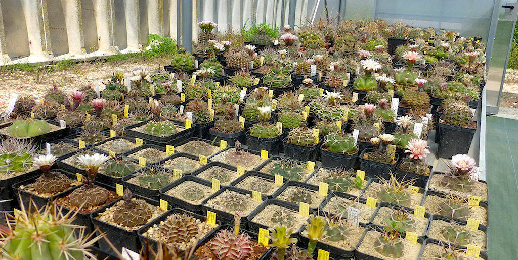 Il bancale dei gymnocalycium