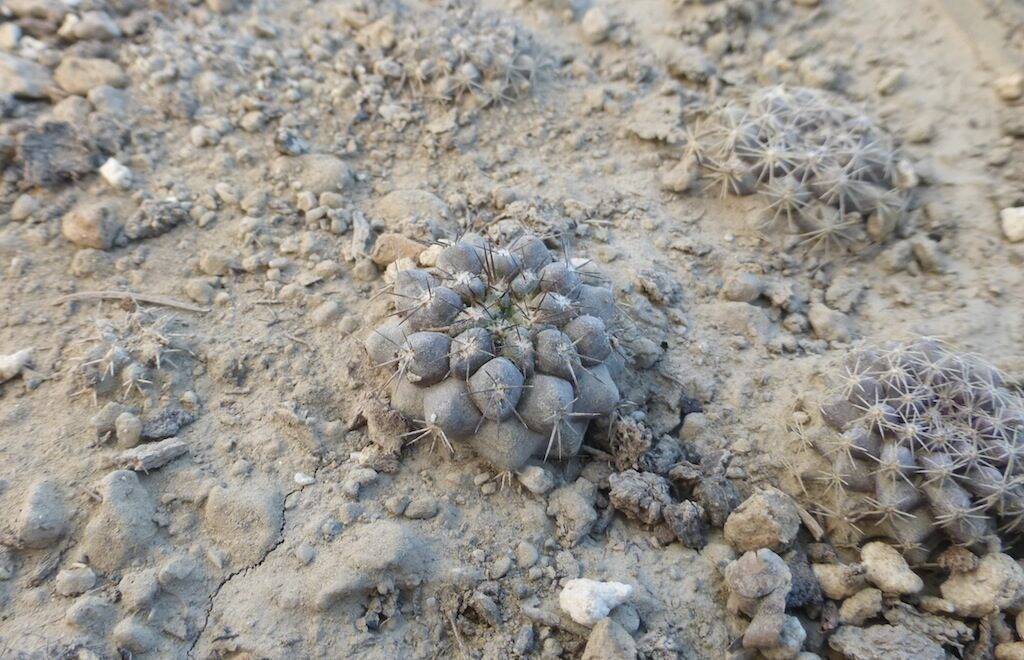 Mie semine di Copiapoa marginata