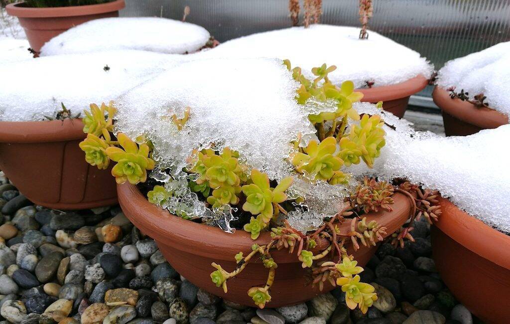 Piante grasse sotto la neve