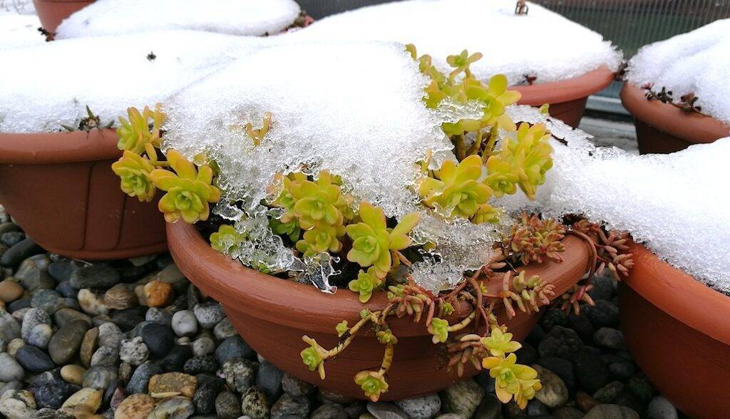 Piante grasse sotto la neve