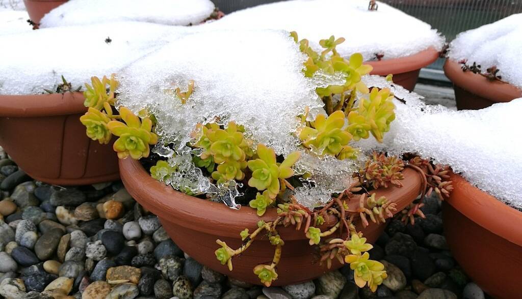 Al gelo, sotto pioggia e neve o riparate? Succulente in inverno, ecco cosa sapere