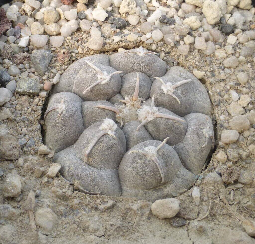 Gymnocalycium prochazkianum in asciutta