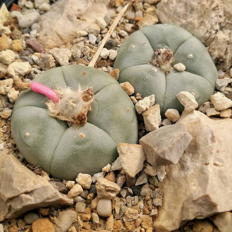 cactus strato superficiale terriccio