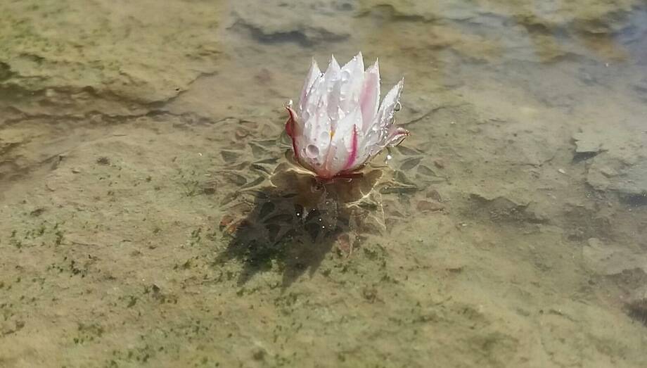 L’artista del landscaping: come ti creo un pezzetto di Messico in piena Toscana